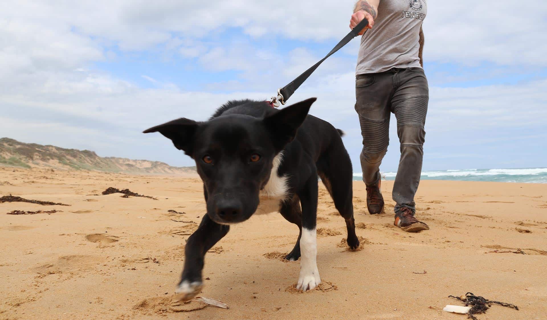 A photo of a person walking a dog in Victoria, Australia.