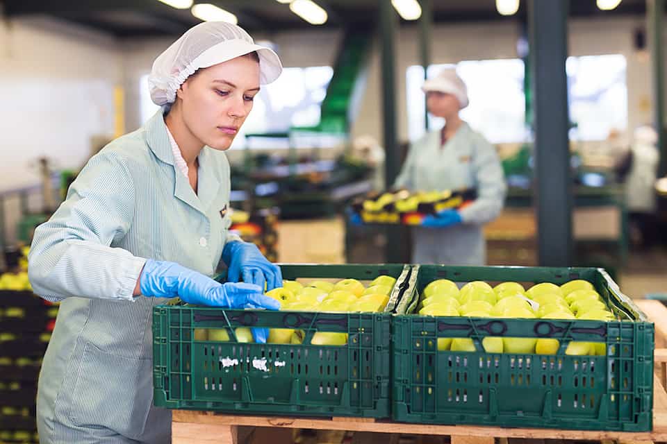 Skilled female employee in uniform inspecting quality of apples in the box in a warehouse.