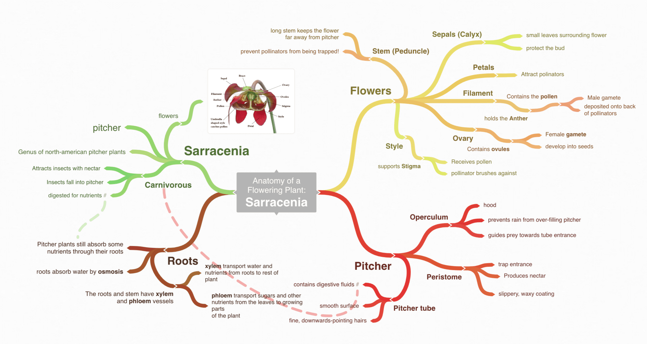 A screenshot of a Coggle mind map.