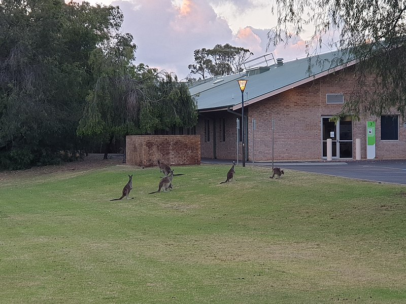 A small group of kangaroos congregate on the wide green lawn outside one of the Edith Cowan University buildings in Australia.