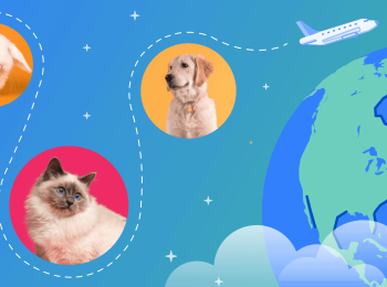 Photos of a bunny, dog, and cat on top of an illustration of the earth. A blog header that represents can I bring my pet while studying abroad?